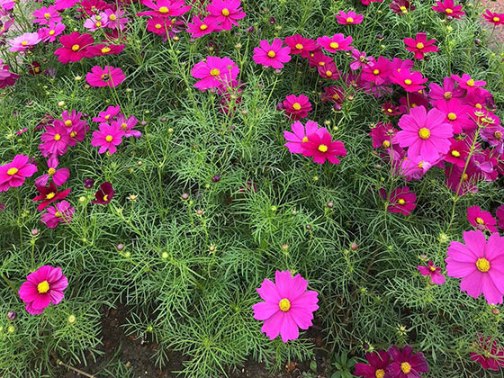 黄岛区永生花|厂房园林绿化